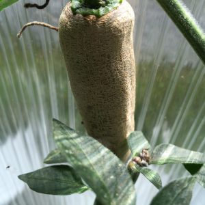 Farmer's Jalapeño